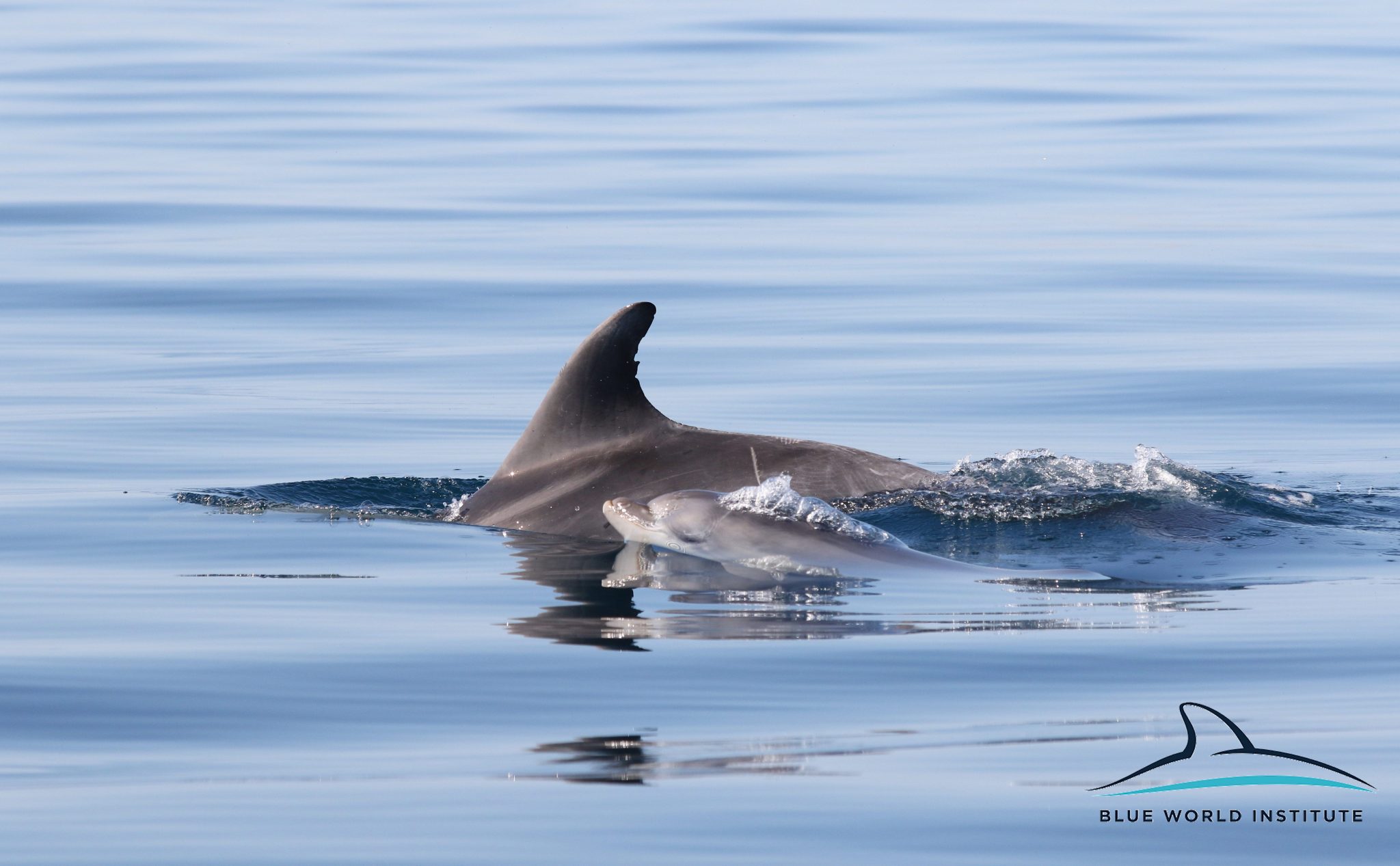 Razigrani dupini na Kornatima i kod Dugog otoka