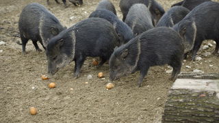 Zagreb, 080412.
U Zooloskom vrtu grada Zagreba neke od zivotinja tradicionalno su bile pocascene uskrsnim jajima. U sarenim pisanicama uzivali su lemuri, smedji kapucini, nosati rakuni, grivasti vukovi i ogrlicaste pekarije.
Na fotografiji: Ogrlicasti pek Zagreb, 080412.
U Zooloskom vrtu grada Zagreba neke od zivotinja tradicionalno su bile pocascene uskrsnim jajima. U sarenim pisanicama uzivali su lemuri, smedji kapucini, nosati rakuni, grivasti vukovi i ogrlicaste pekarije.
Na fotografiji: Ogrlicasti pek