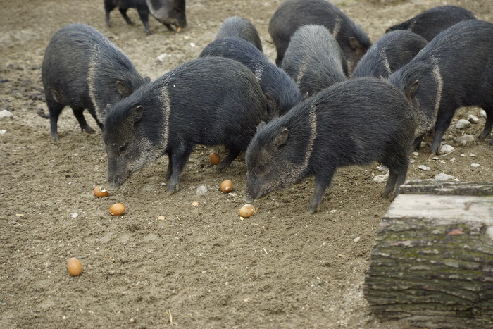 Zagreb, 080412.
U Zooloskom vrtu grada Zagreba neke od zivotinja tradicionalno su bile pocascene uskrsnim jajima. U sarenim pisanicama uzivali su lemuri, smedji kapucini, nosati rakuni, grivasti vukovi i ogrlicaste pekarije.
Na fotografiji: Ogrlicasti pek Zagreb, 080412.
U Zooloskom vrtu grada Zagreba neke od zivotinja tradicionalno su bile pocascene uskrsnim jajima. U sarenim pisanicama uzivali su lemuri, smedji kapucini, nosati rakuni, grivasti vukovi i ogrlicaste pekarije.
Na fotografiji: Ogrlicasti pek