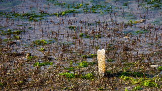Zimska oseka u Sukošanu