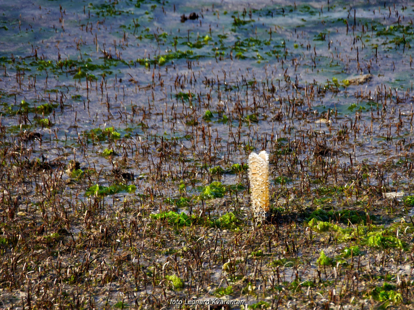 Zimska oseka u Sukošanu