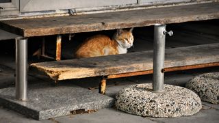 Mačja špica na zadarskoj pijaci