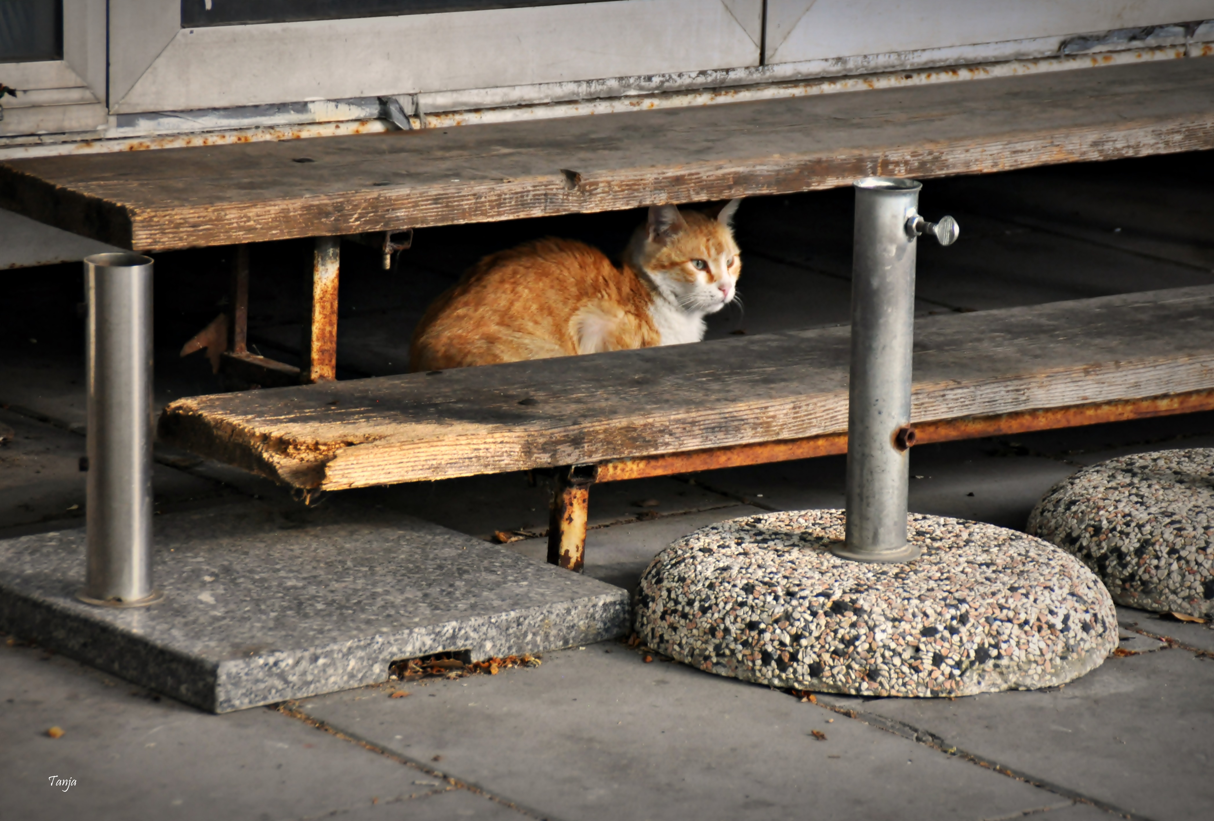 Mačja špica na zadarskoj pijaci