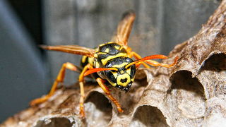 Bibinjski sinac, Foto: Leo Banic Bibinjski sinac, Foto: Leo Banic