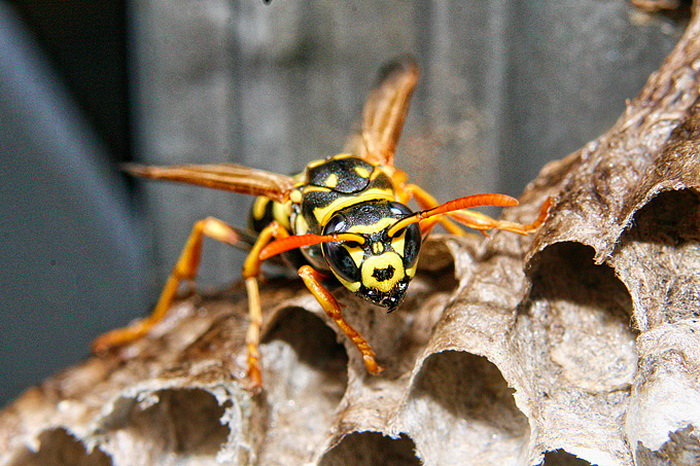 Bibinjski sinac, Foto: Leo Banic Bibinjski sinac, Foto: Leo Banic