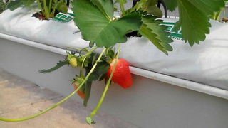 Trg Petra Zoranića: Učenici i profesori PPV Stanka Ožanića predstavili rezultate projekta “Primjena inovativnih metoda podučavanja i komunikacije sukladno smjernicama ruralnog razvoja”