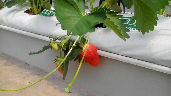 Trg Petra Zoranića: Učenici i profesori PPV Stanka Ožanića predstavili rezultate projekta “Primjena inovativnih metoda podučavanja i komunikacije sukladno smjernicama ruralnog razvoja”