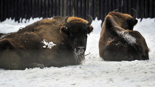 Zagreb, 100212. 
Osim sto je zabijelio grad, snijeg je prekrio i nastambe zivotinja u Zooloskom vrtu. Neke su dobro prihvatile hladnije uvjete, dok su se druge skrivale u svojim zidanim nastambama.
Na slici: bizon.
Foto: Boris Kovacev / CROPIX