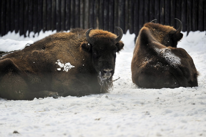 Zagreb, 100212. 
Osim sto je zabijelio grad, snijeg je prekrio i nastambe zivotinja u Zooloskom vrtu. Neke su dobro prihvatile hladnije uvjete, dok su se druge skrivale u svojim zidanim nastambama.
Na slici: bizon.
Foto: Boris Kovacev / CROPIX