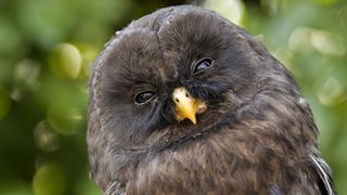 Rastopit će vam srce: Ozlijeđene sove na oporavku u zagrebačkom Zološkom vrtu