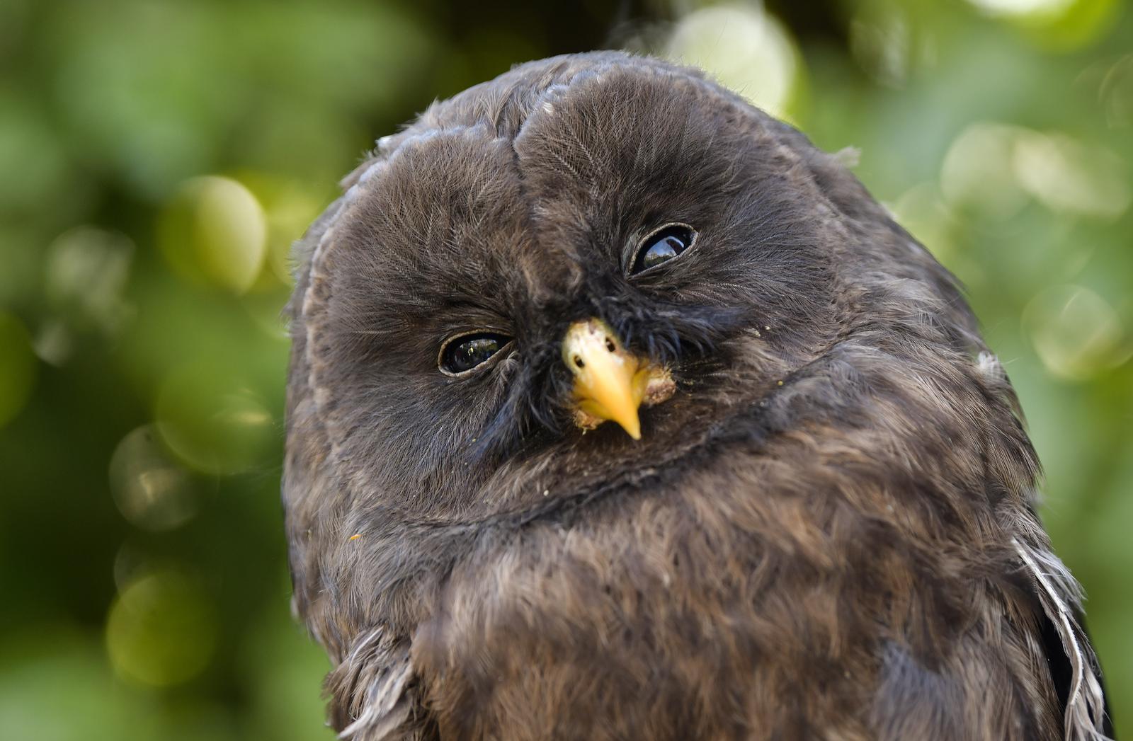 Rastopit će vam srce: Ozlijeđene sove na oporavku u zagrebačkom Zološkom vrtu