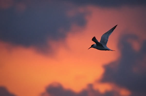 Zadarski let galebova (foto:Saša Čuka)