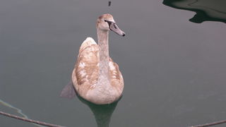Labud u Posedarju (Foto: Josip Prskalo)