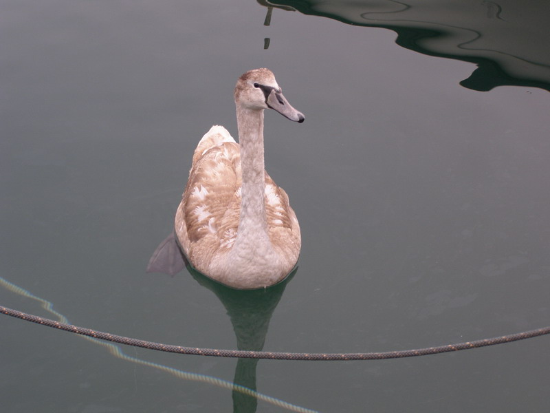 Labud u Posedarju (Foto: Josip Prskalo)