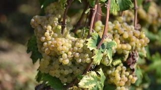 Vinogradi u Donjem polju kod Šibenika prepuni su zdravog crnog i bijeloga grozđa a ovih dana očekuju se i prve prve berbe. Photo: Hrvoje Jelavić/PIXSELL Vinogradi u Donjem polju kod Šibenika prepuni su zdravog crnog i bijeloga grozđa a ovih dana očekuju se i prve prve berbe. Photo: Hrvoje Jelavić/PIXSELL