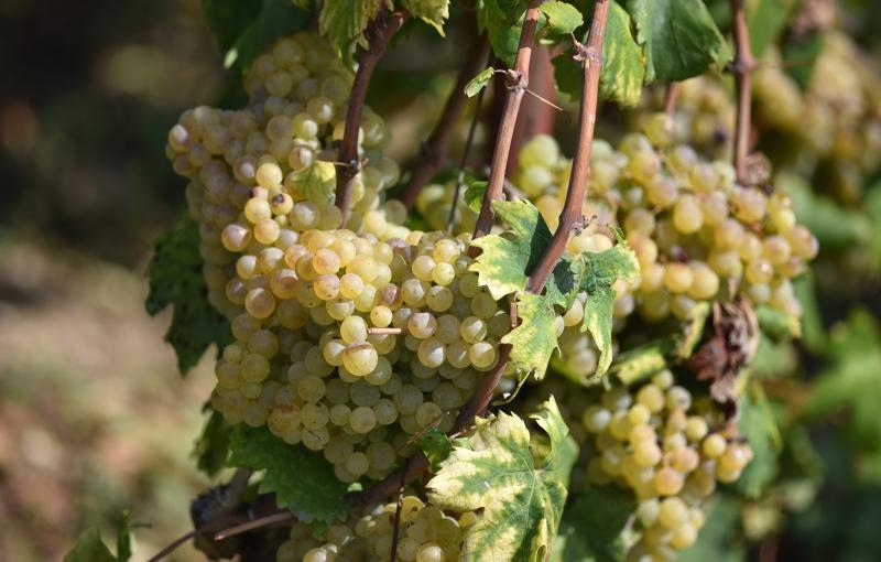 Vinogradi u Donjem polju kod Šibenika prepuni su zdravog crnog i bijeloga grozđa a ovih dana očekuju se i prve prve berbe. Photo: Hrvoje Jelavić/PIXSELL Vinogradi u Donjem polju kod Šibenika prepuni su zdravog crnog i bijeloga grozđa a ovih dana očekuju se i prve prve berbe. Photo: Hrvoje Jelavić/PIXSELL