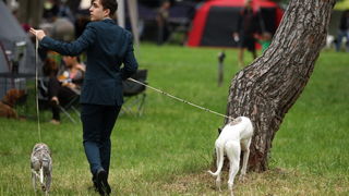 Zadar, 020513.  
Kamp na zadarskom predjelu Borik. 13. po redu medjunarodna izlozba pasa CACIB Zadar dog show 2013. 
Foto: Jure Miskovic / CROPIX