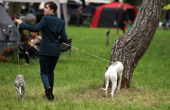 Zadar, 020513.  
Kamp na zadarskom predjelu Borik. 13. po redu medjunarodna izlozba pasa CACIB Zadar dog show 2013. 
Foto: Jure Miskovic / CROPIX