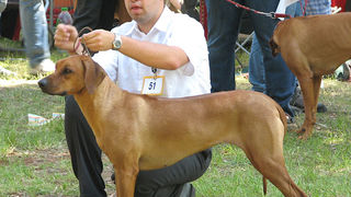 Image 1171073 (auto)