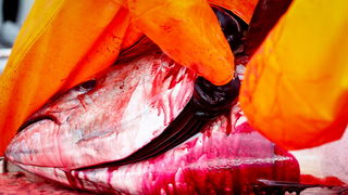 Zadar, 020112.
Tvrtka Kali Tuna bavi se izlovom i uzgojem tuna vec dugi niz godina.
Nakon uzgojnog ciklusa koji traje 30. mjesci slijedi izlov Tuna. Djelatnici Kali tune vrse izlov te ih prebacuju na drugi brod tvrtke iz Japana na kojem se vrsi daljnje pr Zadar, 020112.
Tvrtka Kali Tuna bavi se izlovom i uzgojem tuna vec dugi niz godina.
Nakon uzgojnog ciklusa koji traje 30. mjesci slijedi izlov Tuna. Djelatnici Kali tune vrse izlov te ih prebacuju na drugi brod tvrtke iz Japana na kojem se vrsi daljnje pr