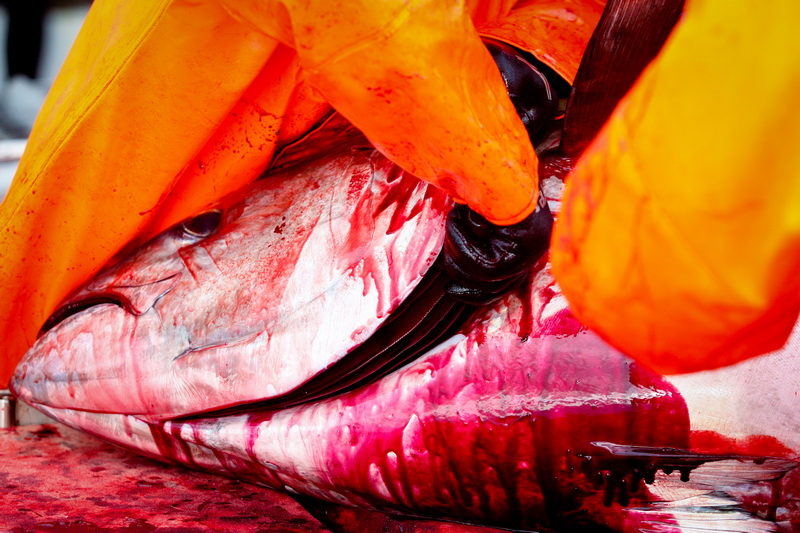 Zadar, 020112.
Tvrtka Kali Tuna bavi se izlovom i uzgojem tuna vec dugi niz godina.
Nakon uzgojnog ciklusa koji traje 30. mjesci slijedi izlov Tuna. Djelatnici Kali tune vrse izlov te ih prebacuju na drugi brod tvrtke iz Japana na kojem se vrsi daljnje pr Zadar, 020112.
Tvrtka Kali Tuna bavi se izlovom i uzgojem tuna vec dugi niz godina.
Nakon uzgojnog ciklusa koji traje 30. mjesci slijedi izlov Tuna. Djelatnici Kali tune vrse izlov te ih prebacuju na drugi brod tvrtke iz Japana na kojem se vrsi daljnje pr