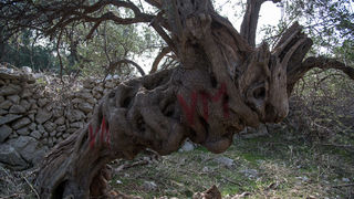 Berba maslina u Lunu, foto: V. Pesic