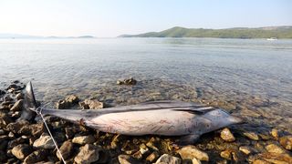 Na plaži u Zablaću pronađen uginuli dupin Na plaži u Zablaću pronađen uginuli dupin
