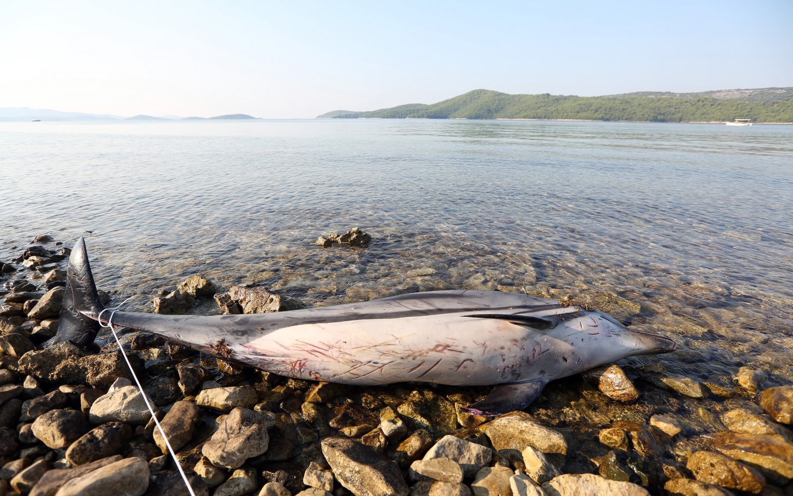 Na plaži u Zablaću pronađen uginuli dupin Na plaži u Zablaću pronađen uginuli dupin