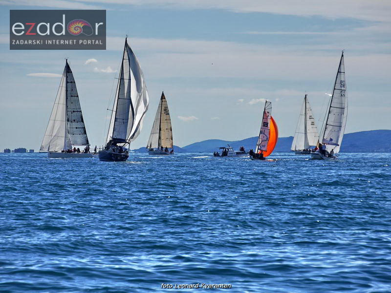 Zadarska koka 2017. Zadarska koka 2017.