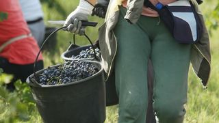 Drniš: Berba grožđa sa više od milijun čokota vinove loze, Photo: Duško Jaramaz/PIXSELL