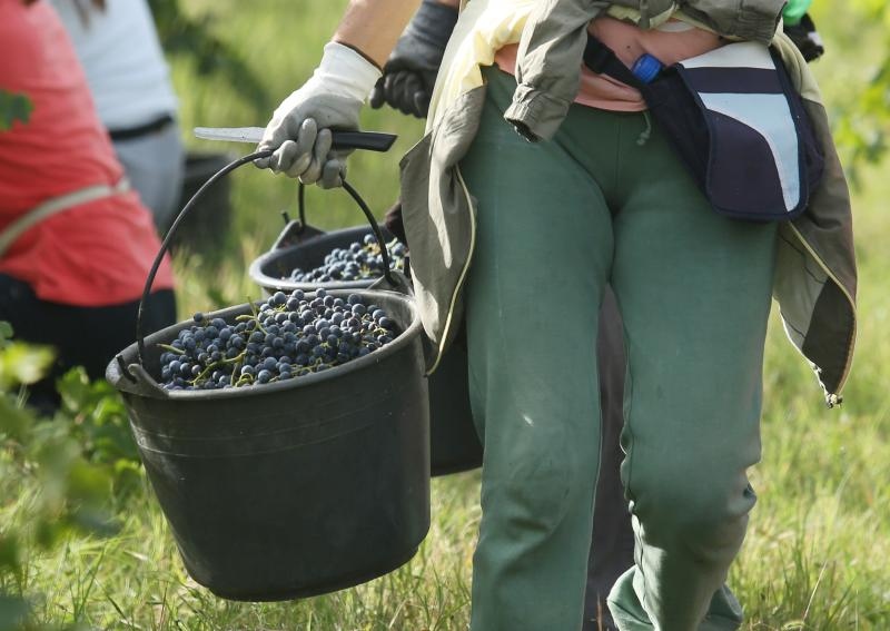 Drniš: Berba grožđa sa više od milijun čokota vinove loze, Photo: Duško Jaramaz/PIXSELL