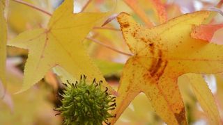Prekrasne boje bjelovarske jeseni, Photo: Damir Špehar/PIXSELL