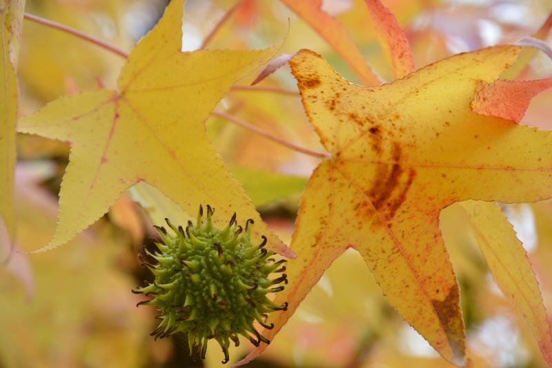 Prekrasne boje bjelovarske jeseni, Photo: Damir Špehar/PIXSELL