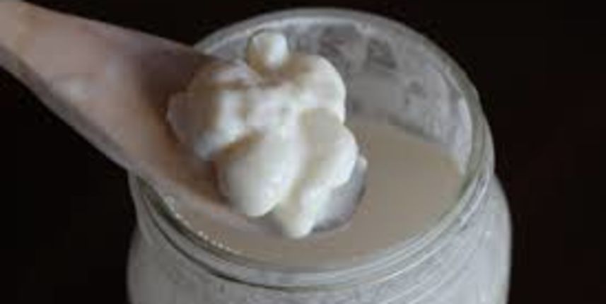 Kefir, foto:scdkat.com Kefir, foto:scdkat.com