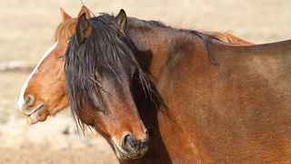 Velebitski divlji konji, Foto: Leo Banić