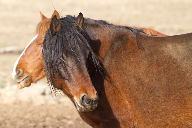 Velebitski divlji konji, Foto: Leo Banić
