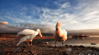 Prekrasni labuđi par u blizini crkvice Sv. Duha, Foto: Roberto Lerga Prekrasni labuđi par u blizini crkvice Sv. Duha, Foto: Roberto Lerga