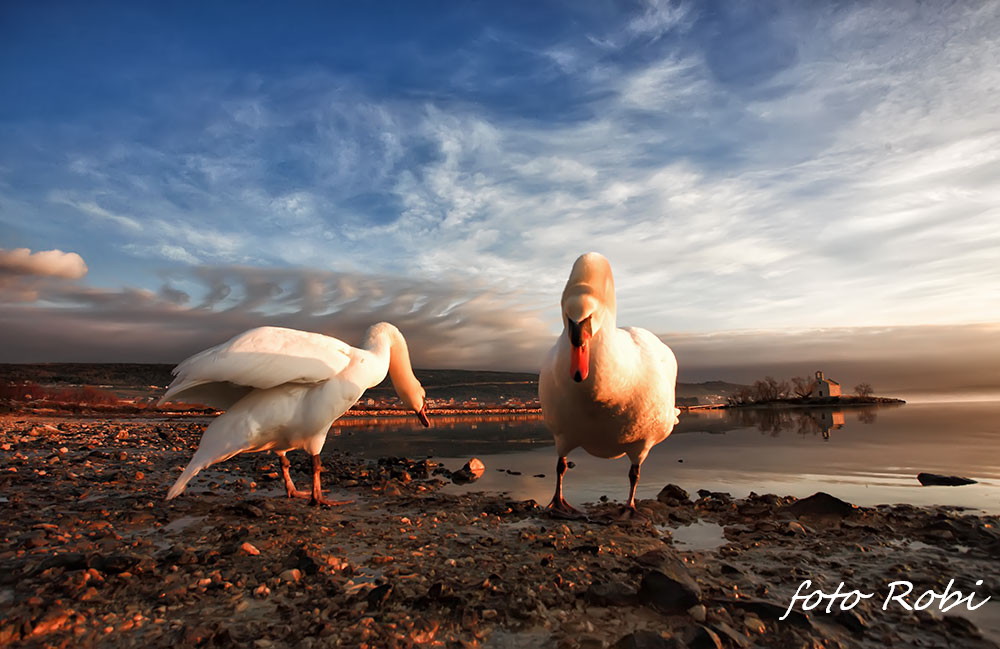 Prekrasni labuđi par u blizini crkvice Sv. Duha, Foto: Roberto Lerga Prekrasni labuđi par u blizini crkvice Sv. Duha, Foto: Roberto Lerga