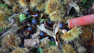 Pitomi kesten (Castanea sativa) jedan je od najprepoznatljivijih plodova jeseni. Photo: Borna Filić/PIXSELL Pitomi kesten (Castanea sativa) jedan je od najprepoznatljivijih plodova jeseni. Photo: Borna Filić/PIXSELL