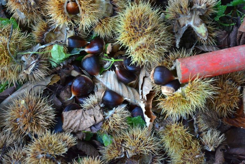 Pitomi kesten (Castanea sativa) jedan je od najprepoznatljivijih plodova jeseni. Photo: Borna Filić/PIXSELL Pitomi kesten (Castanea sativa) jedan je od najprepoznatljivijih plodova jeseni. Photo: Borna Filić/PIXSELL