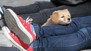 Zadar, 130313.
Zadrani su nakon gotovo tjedan dana kise i ruznog vremena docekali prekrasan suncani dan. Temperatura zraka u 11h iznosila je 13 stupnjeva celzijusa.
Foto: Luka Gerlanc / CROPIX Zadar, 130313.
Zadrani su nakon gotovo tjedan dana kise i ruznog vremena docekali prekrasan suncani dan. Temperatura zraka u 11h iznosila je 13 stupnjeva celzijusa.
Foto: Luka Gerlanc / CROPIX