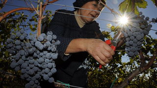 Stankovci, 101010.
Zadnja berba grozdja vodicke obitelji Roca u njihovom vinogradu. Po tradicionalnom obicaju zenski dio beraca bio je u vodickim “radnim nosnjama” koje su zene nekada nosile.
Foto: Marija Mihic / Cropix Stankovci, 101010.
Zadnja berba grozdja vodicke obitelji Roca u njihovom vinogradu. Po tradicionalnom obicaju zenski dio beraca bio je u vodickim “radnim nosnjama” koje su zene nekada nosile.
Foto: Marija Mihic / Cropix