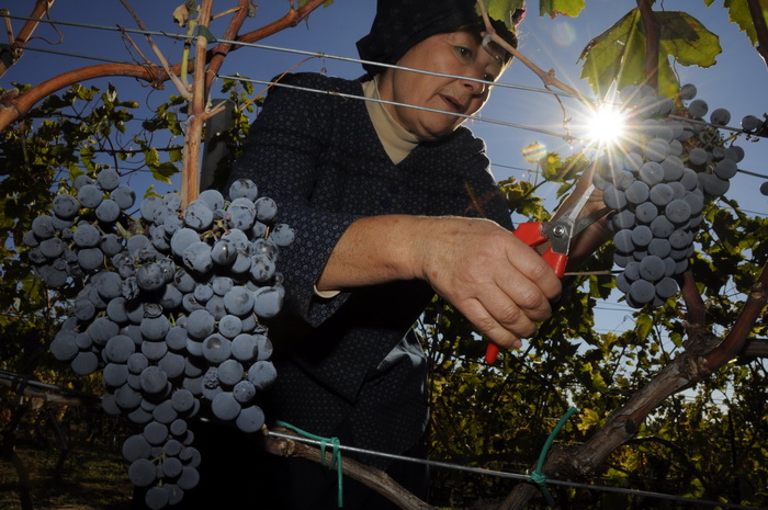 Stankovci, 101010.
Zadnja berba grozdja vodicke obitelji Roca u njihovom vinogradu. Po tradicionalnom obicaju zenski dio beraca bio je u vodickim “radnim nosnjama” koje su zene nekada nosile.
Foto: Marija Mihic / Cropix Stankovci, 101010.
Zadnja berba grozdja vodicke obitelji Roca u njihovom vinogradu. Po tradicionalnom obicaju zenski dio beraca bio je u vodickim “radnim nosnjama” koje su zene nekada nosile.
Foto: Marija Mihic / Cropix