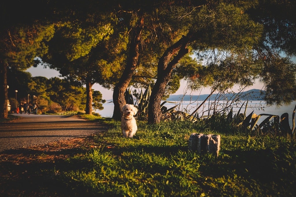Đir po gradu, 22. siječnja 2016., foto: Iva Perinčić Đir po gradu, 22. siječnja 2016., foto: Iva Perinčić