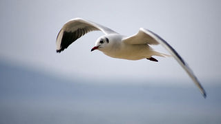 Zadarski let galebova (foto:Saša Čuka)
