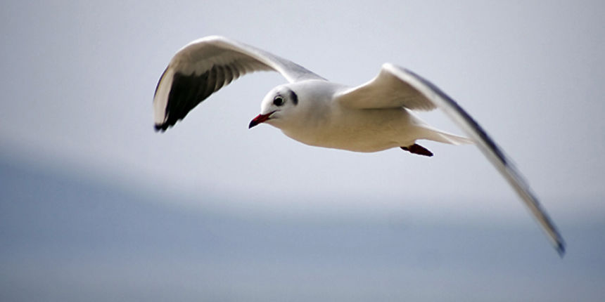 Zadarski let galebova (foto:Saša Čuka)