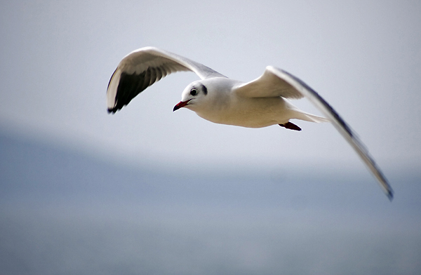 Zadarski let galebova (foto:Saša Čuka)