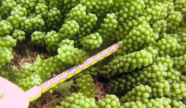 Caulerpa Racemosa, foto: www.pifsc.noaa.gov