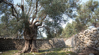 Berba maslina u Lunu, foto: V. Pesic