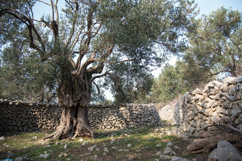 Berba maslina u Lunu, foto: V. Pesic